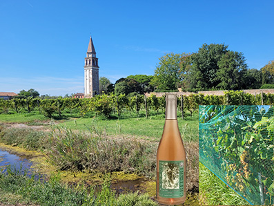 Vignoble sur la lagune de Venise